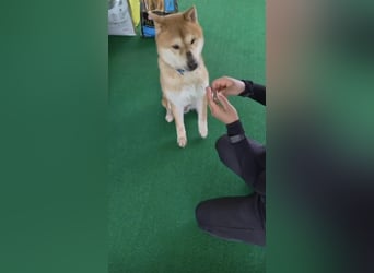 aufgeweckter sozialer Shiba Inu Rüde kastriert, sucht seine Menschen