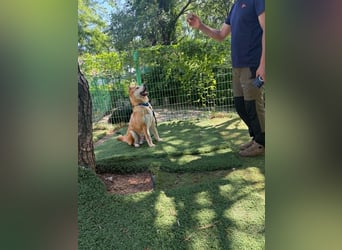 aufgeweckter sozialer Shiba Inu Rüde kastriert, sucht seine Menschen