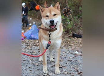 aufgeweckter sozialer Shiba Inu Rüde kastriert, sucht seine Menschen