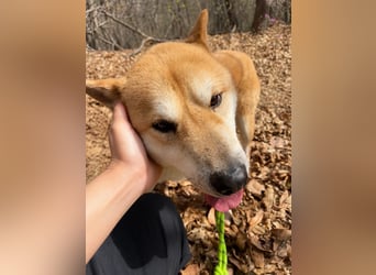 aufgeweckter sozialer Shiba Inu Rüde kastriert, sucht seine Menschen