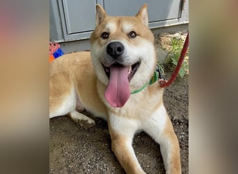 aufgeweckter sozialer Shiba Inu Rüde kastriert, sucht seine Menschen