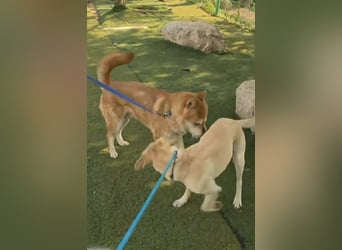 aufgeweckter sozialer Shiba Inu Rüde kastriert, sucht seine Menschen