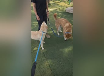 aufgeweckter sozialer Shiba Inu Rüde kastriert, sucht seine Menschen