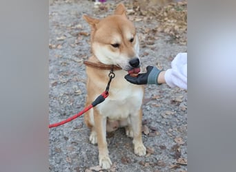 aufgeweckter sozialer Shiba Inu Rüde kastriert, sucht seine Menschen