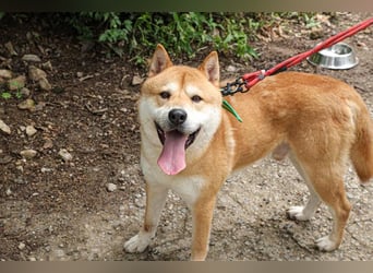 aufgeweckter sozialer Shiba Inu Rüde kastriert, sucht seine Menschen
