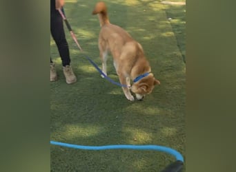 aufgeweckter sozialer Shiba Inu Rüde kastriert, sucht seine Menschen