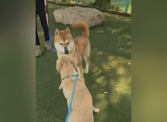 aufgeweckter sozialer Shiba Inu Rüde kastriert, sucht seine Menschen