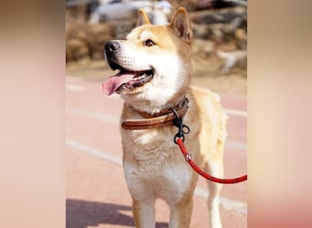 aufgeweckter sozialer Shiba Inu Rüde kastriert, sucht seine Menschen