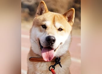 aufgeweckter sozialer Shiba Inu Rüde kastriert, sucht seine Menschen