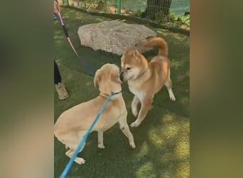 aufgeweckter sozialer Shiba Inu Rüde kastriert, sucht seine Menschen