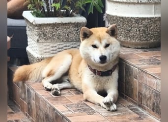Shiba-Inu-Mischling Marlyn - noch in Rumänien