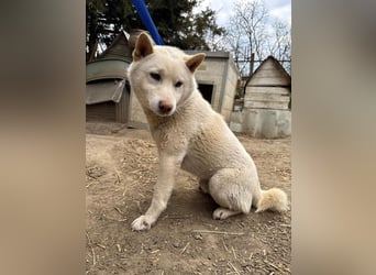 Snoopy träumt von einer eigenen Familie