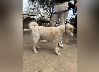 Snoopy möchte Action
