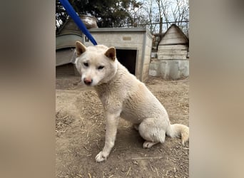 Snoopy träumt von einer eigenen Familie