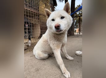 Snoopy träumt von einer eigenen Familie