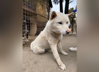 Snoopy träumt von einer eigenen Familie