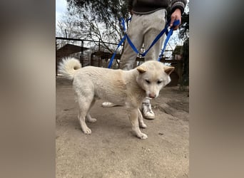 Snoopy träumt von einer eigenen Familie