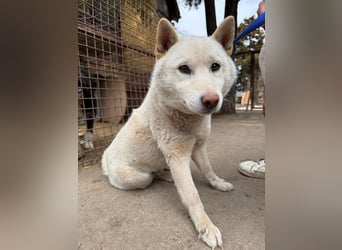 Snoopy träumt von einer eigenen Familie