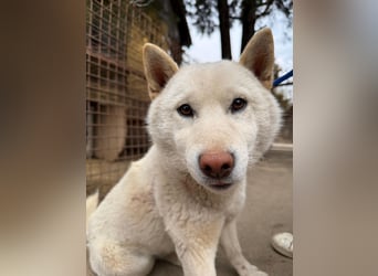 Snoopy träumt von einer eigenen Familie