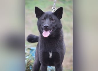 Shira - bezaubernde, freundliche, junge Hündin