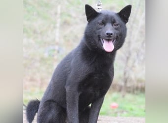 Shora - bezaubernde, junge Hündin die uns Menschen sehr mag