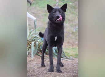 Shira - bezaubernde, freundliche, junge Hündin