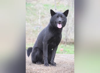 Shora - süße, tolle, junge Hündin die uns Menschen sehr mag