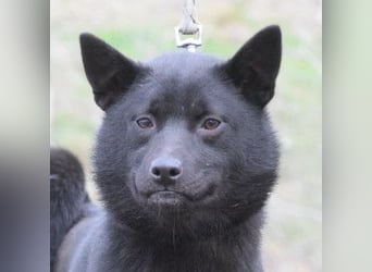 Shora - bezaubernde, junge Hündin die uns Menschen sehr mag