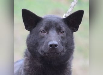 Shira - bezaubernde, freundliche, junge Hündin