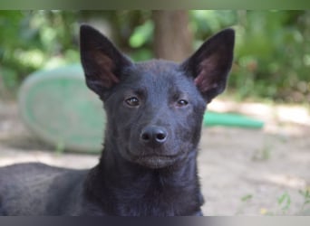 Shira - bezaubernde, freundliche, junge Hündin