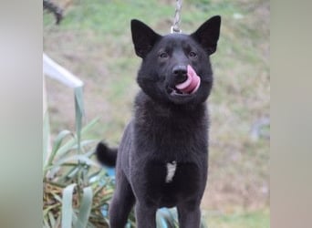 Shira - bezaubernde, freundliche, junge Hündin