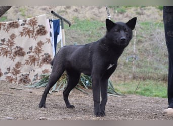 Shira - bezaubernde, freundliche, junge Hündin