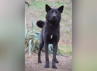 Shira - bezaubernde, freundliche, junge Hündin