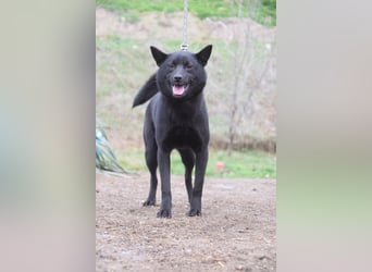 Shora - bezaubernde, junge Hündin die uns Menschen sehr mag