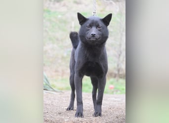 Shora - süße, tolle, junge Hündin die uns Menschen sehr mag