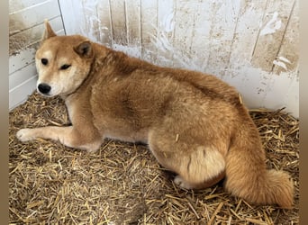 Zsömi_PP – hübsche Shiba Inu Dame sucht Rasseliebhaber 