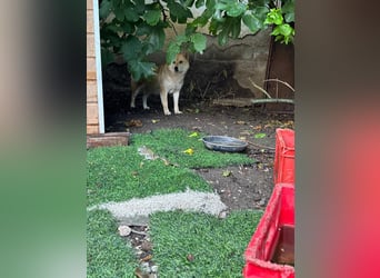 Zsömi_PP – hübsche Shiba Inu Dame sucht Rasseliebhaber 