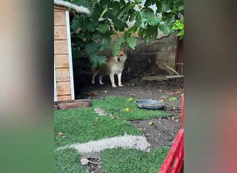 Zsömi_PP – hübsche Shiba Inu Dame sucht Rasseliebhaber 
