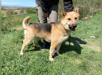 Schöner Shiba Inu Schäfi ähnl. Hundejunge, 1,5J., kastriert