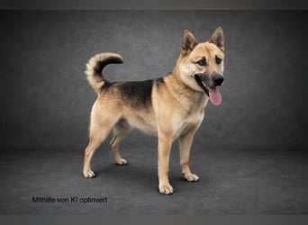 Schöner Shiba Inu Schäfi ähnl. Hundejunge, 1,5J., kastriert