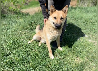 Schöner Shiba Inu Schäfi ähnl. Hundejunge, 1,5J., kastriert