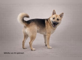 Schöner Shiba Inu Schäfi ähnl. Hundejunge, 1,5J., kastriert