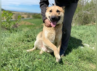 Schöner Shiba Inu Schäfi ähnl. Hundejunge, 1,5J., kastriert