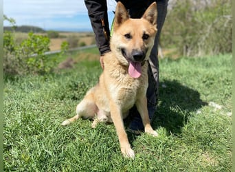 Schöner Shiba Inu Schäfi ähnl. Hundejunge, 1,5J., kastriert