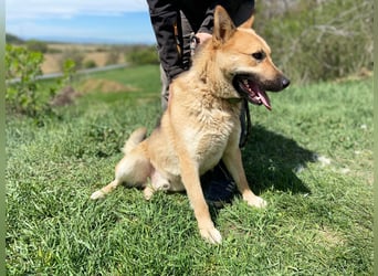 Schöner Shiba Inu Schäfi ähnl. Hundejunge, 1,5J., kastriert
