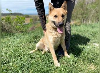 Schöner Shiba Inu Schäfi ähnl. Hundejunge, 1,5J., kastriert