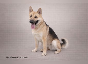 Schöner Shiba Inu Schäfi ähnl. Hundejunge, 1,5J., kastriert