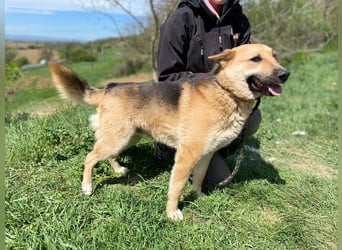 Schöner Shiba Inu Schäfi ähnl. Hundejunge, 1,5J., kastriert
