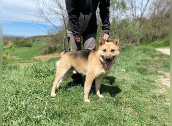 Schöner Shiba Inu Schäfi ähnl. Hundejunge, 1,5J., kastriert