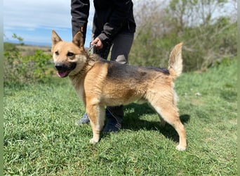 Schöner Shiba Inu Schäfi ähnl. Hundejunge, 1,5J., kastriert
